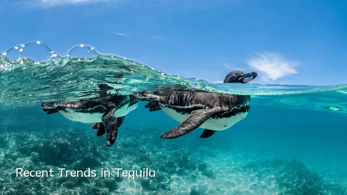 Recent Trends in Tequila